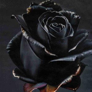 Enigmatic Black Rose